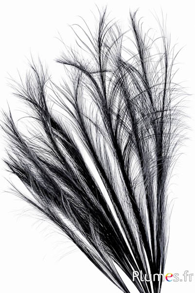 Fagiano Hoki - 45-50 cm - grigio-nero